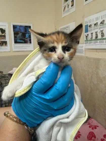 A baby small-sized female Domestic Short Hair cat named Soup for adoption in Honolulu, HI