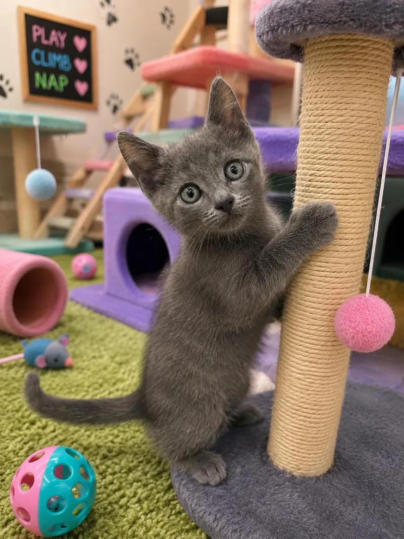 A baby medium-sized male Gray / Blue / Silver Domestic Medium Hair cat named Zeus for adoption in Royal Palm Beach, FL