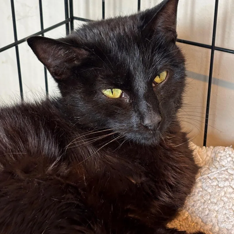 An adult medium-sized female Black Domestic Short Hair cat named Knapsack for adoption in Huntington, WV