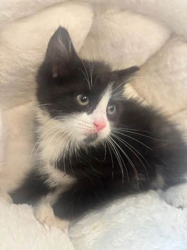 A young medium-sized male Black Domestic Medium Hair cat named Kyle for adoption in Supply, NC