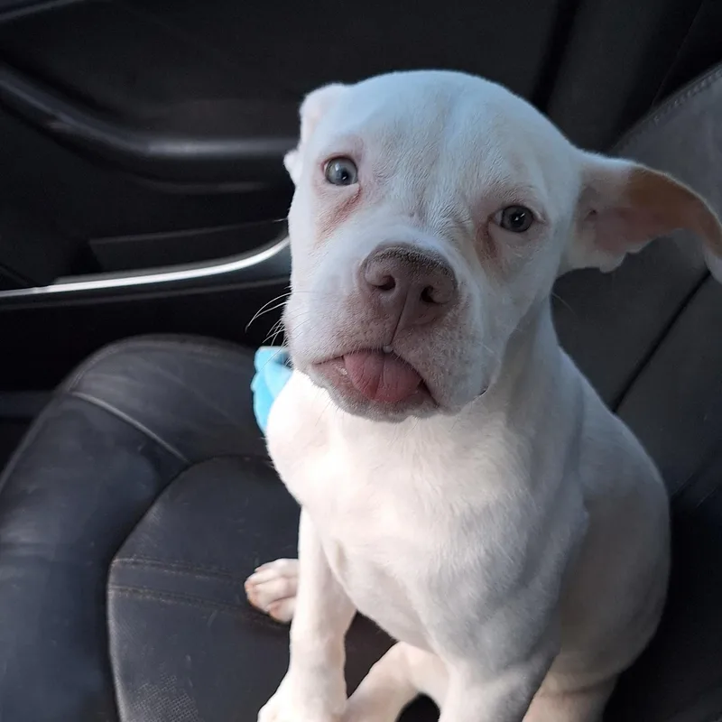 A baby medium-sized female White / Cream Bulldog dog named Powder for adoption in Mobile , AL