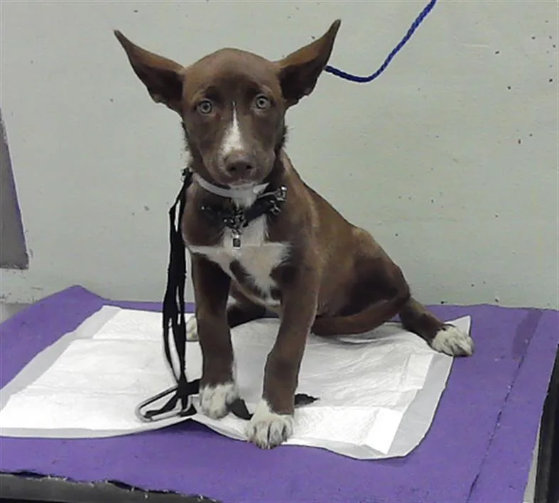 A baby small-sized female Staffordshire Bull Terrier dog named Betty Sue for adoption in Houston, TX