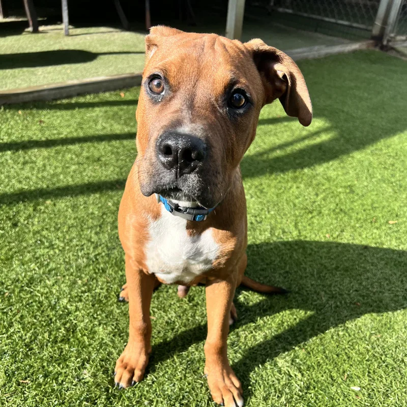 A young large-sized male Brown / Chocolate Pit Bull Terrier dog named Logan for adoption in Morgan Hill, CA