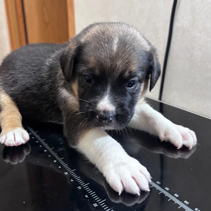 A baby medium-sized female Black Labrador Retriever dog named Spooky for adoption in Belleville, IL