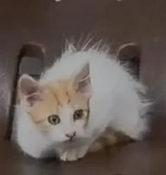 A baby medium-sized male Orange / Red Domestic Short Hair cat named Mateo for adoption in Houston, TX