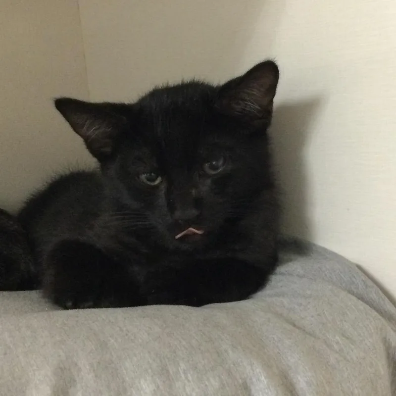A baby small-sized male Black Domestic Short Hair cat named Rocky for adoption in Redwood City, CA