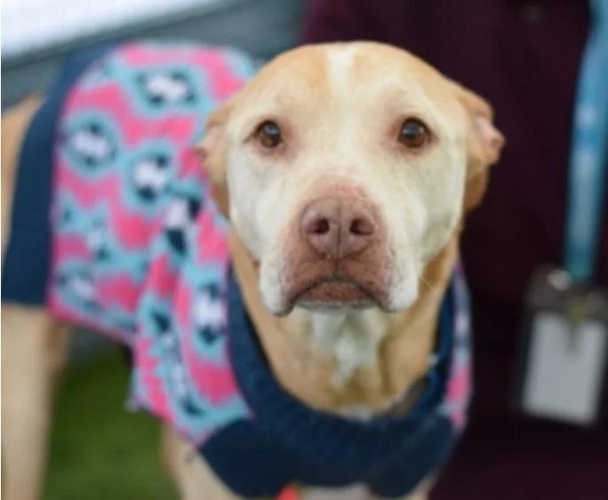 A senior medium-sized female American Staffordshire Terrier dog named Mama Dulce for adoption in Wingdale, NY