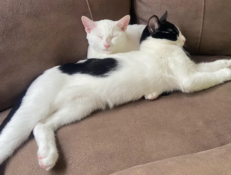 A baby medium-sized male Black & White / Tuxedo Tuxedo cat named S'more for adoption in Springfield, OR