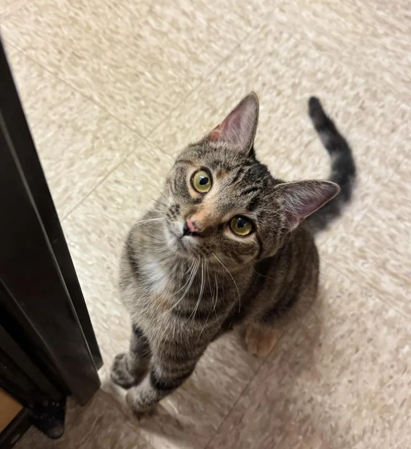 An adult medium-sized female Torbie cat named Echo for adoption in Howell, MI
