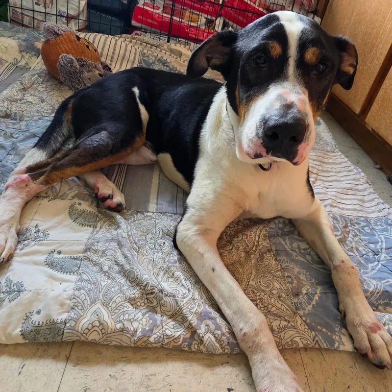 An adult medium-sized male White / Cream Mixed Breed dog named Max for adoption in Melrose, FL