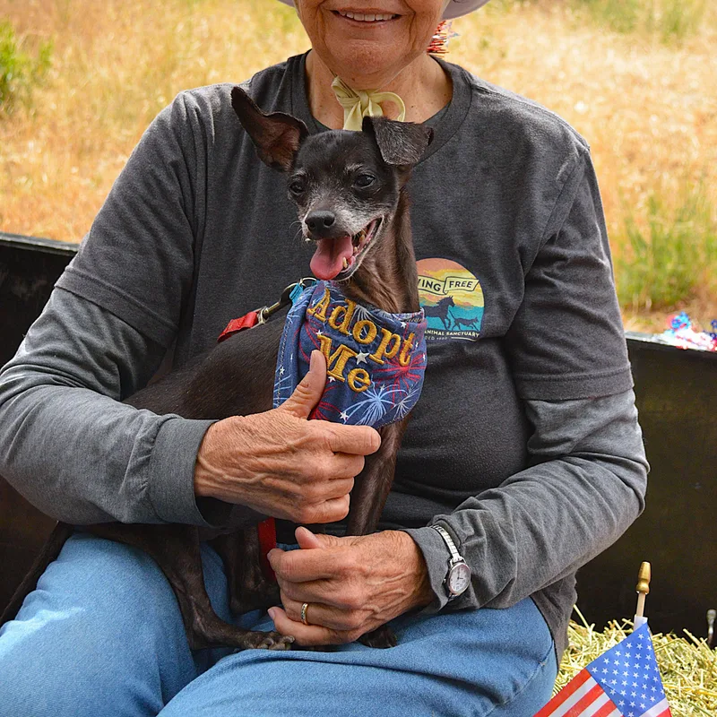 A senior small-sized female Black Chihuahua dog named Jennifer Coolidge for adoption in Mountain Center, CA