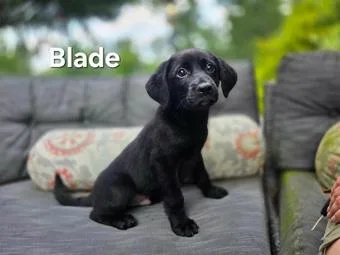 A baby medium-sized male Tricolor (Brown, Black, & White) Cattle Dog dog named Blade for adoption in New York, NY