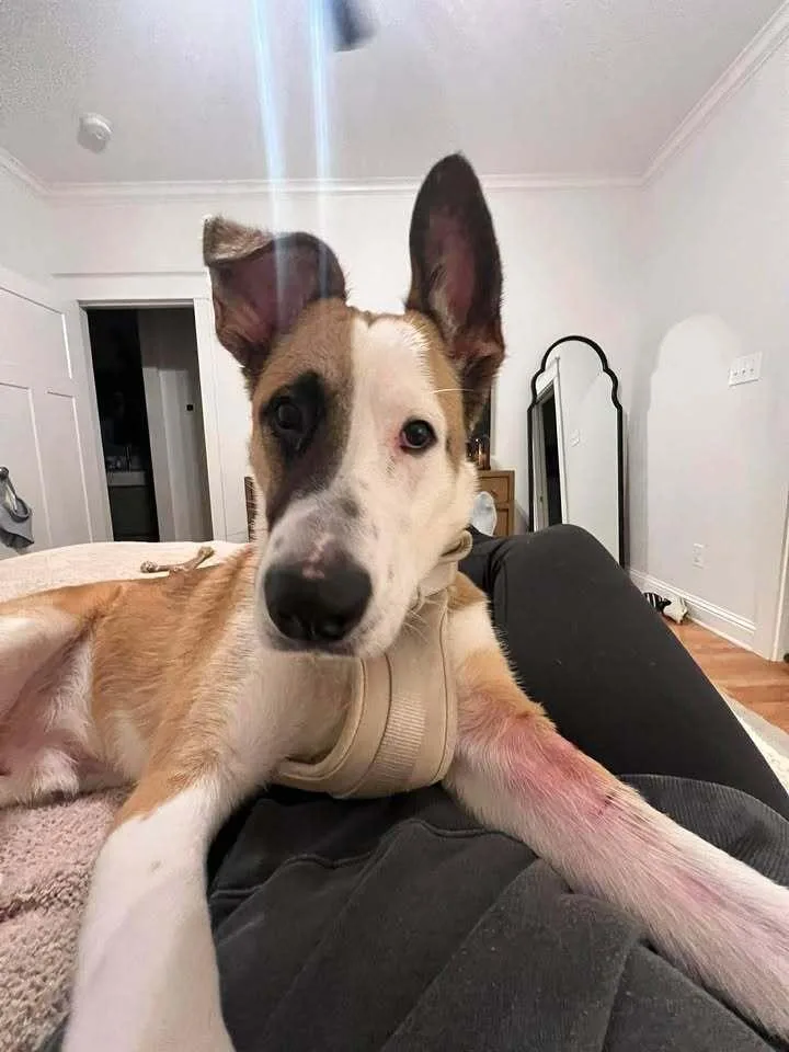 An adult large-sized male White / Cream Mixed Breed dog named Corby for adoption in Dallas, TX