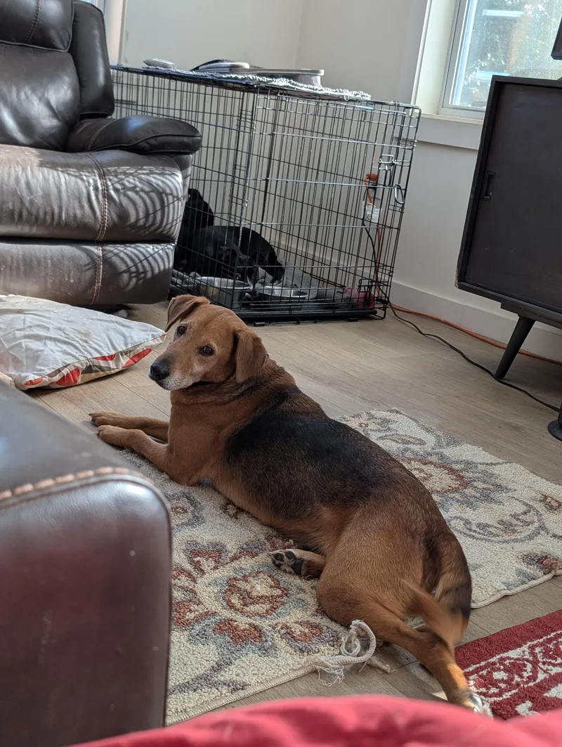 An adult medium-sized female Hound dog named Birdie for adoption in Charlotte, NC