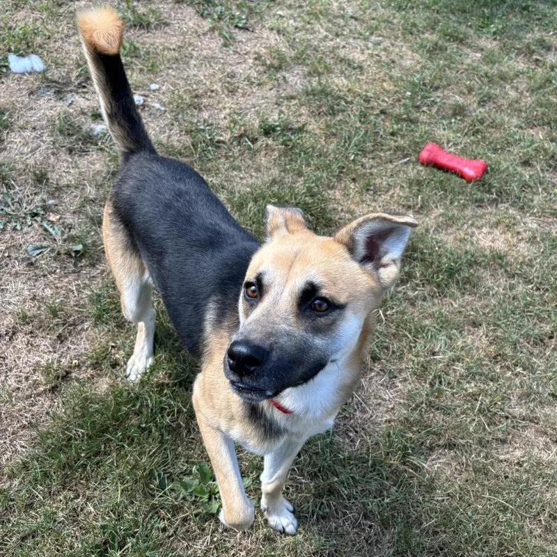 An adult medium-sized male Yellow / Tan / Blond / Fawn Mixed Breed dog named Rawley for adoption in Aldie, VA