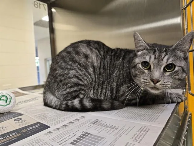 An adult medium-sized male Domestic Short Hair cat named Tiger A for adoption in Plano, TX