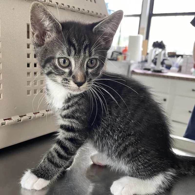 A baby small-sized male Gray / Blue / Silver Domestic Short Hair cat named Tweed for adoption in Chapel Hill, NC