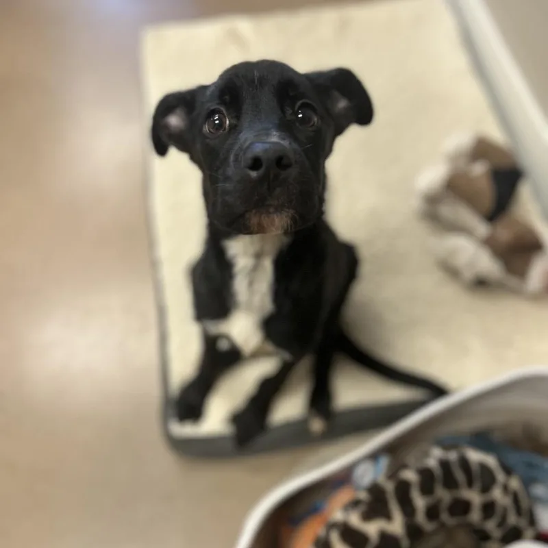 A baby large-sized male Black Labrador Retriever dog named Leonardo for adoption in Kyle, TX