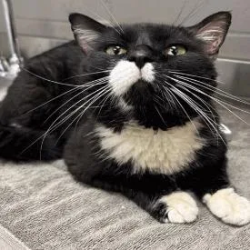Sylvester