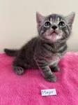 A baby medium-sized male Tabby (Gray / Blue / Silver) Domestic Short Hair cat named Major for adoption in Heathsville, VA