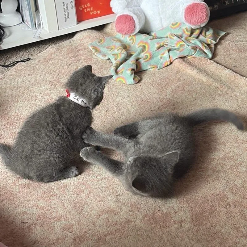 A baby small-sized male Gray / Blue / Silver Domestic Short Hair cat named Exit Game for adoption in Fredericksburg, VA