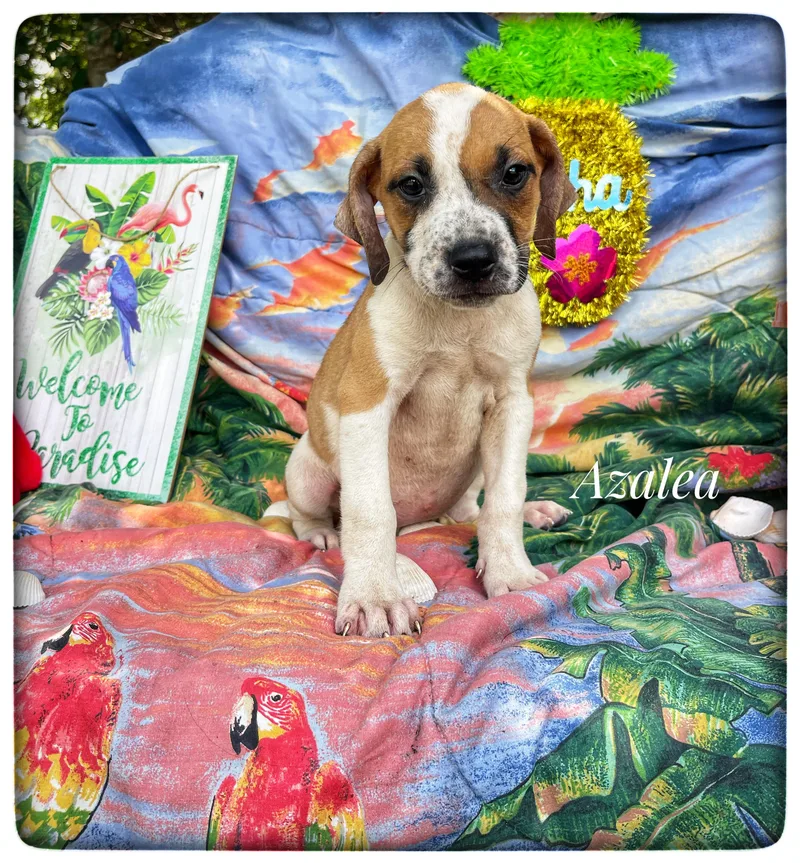 A baby medium-sized female Boxer dog named Azalea for adoption in Sebring, FL