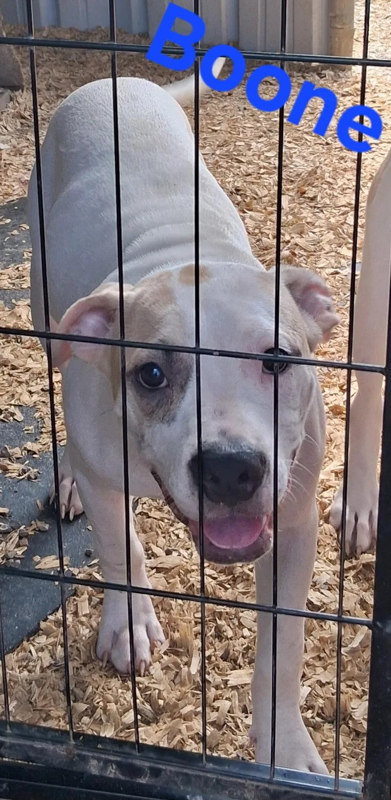 A young medium-sized male Pit Bull Terrier dog named Boone for adoption in Lynchburg, TN