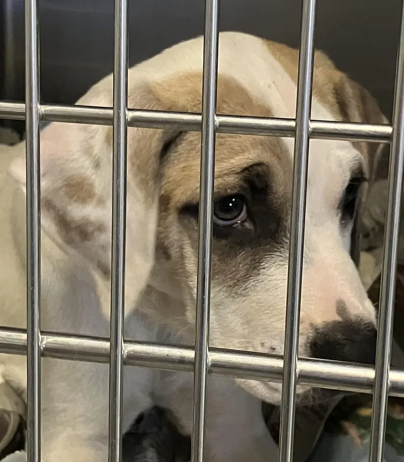 A baby medium-sized male Yellow / Tan / Blond / Fawn Shepherd dog named Stetson for adoption in Parma, OH