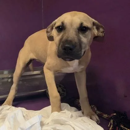A baby small-sized female Mixed Breed dog named Sunkist for adoption in Merriam, KS