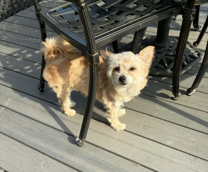 Ragamuffin thumbnail 2