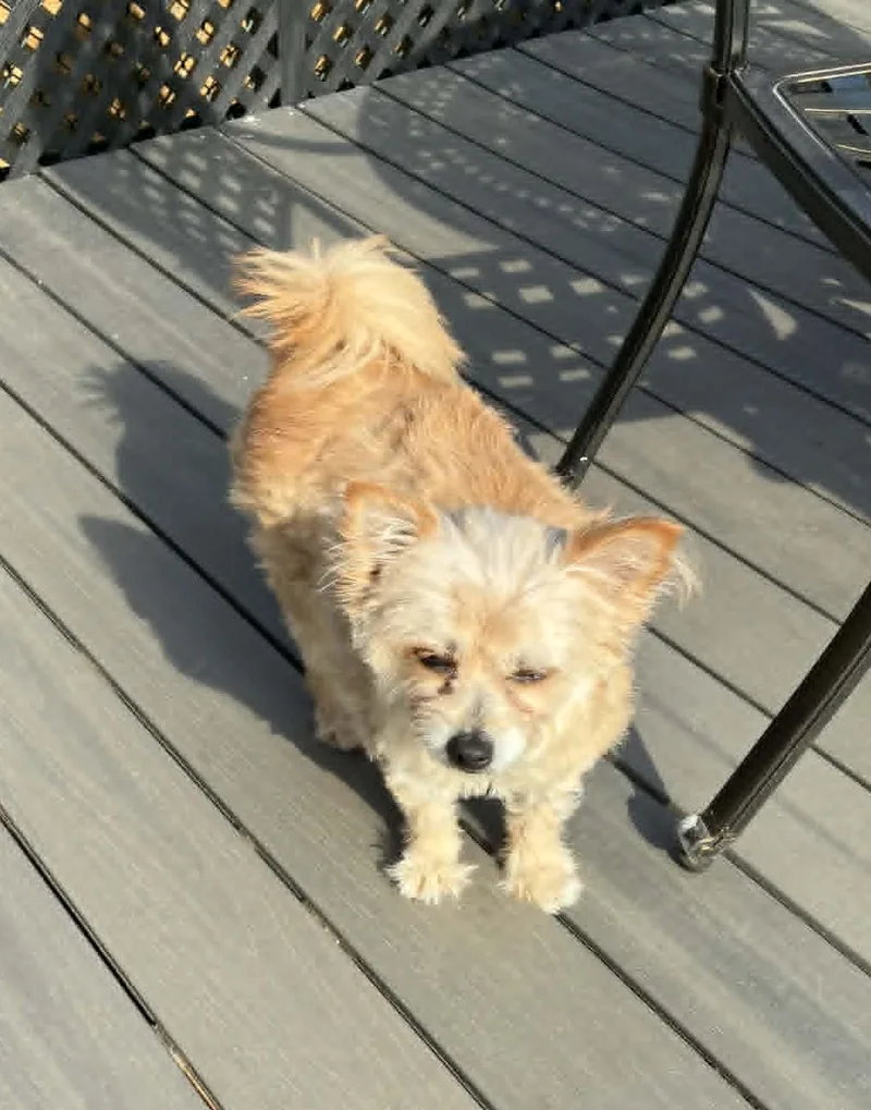 Ragamuffin thumbnail 3