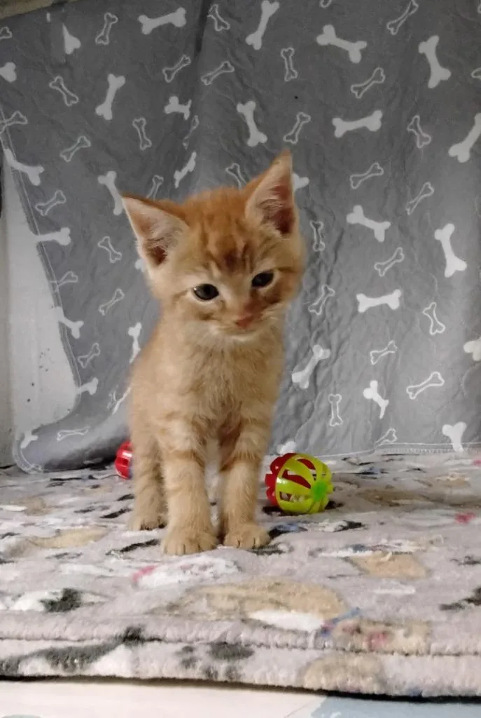 A baby medium-sized male Domestic Short Hair cat named Cheeto for adoption in Ada, OK