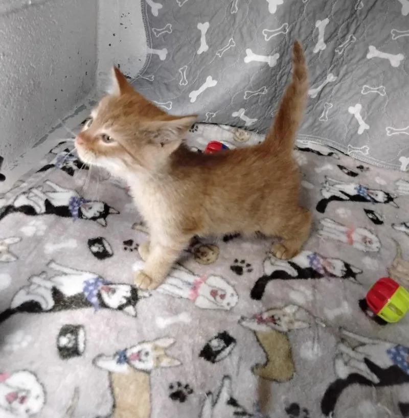 Cheeto thumbnail 2