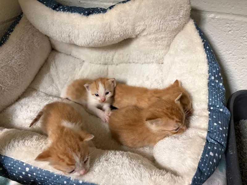 Cheeto thumbnail 3