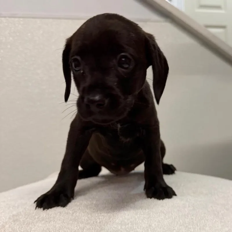 A baby medium-sized female Black Cavalier King Charles Spaniel dog named Dolly for adoption in West Chester, PA