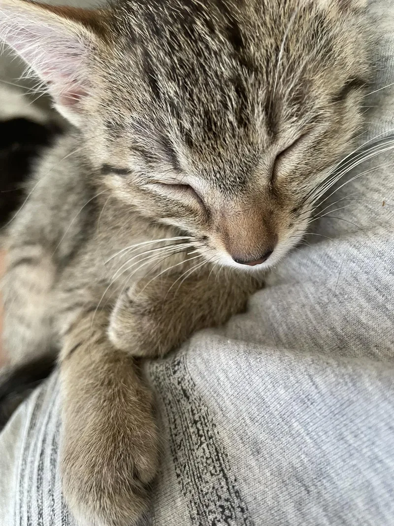 A baby medium-sized male Tabby (Brown / Chocolate) Domestic Short Hair cat named Nixi for adoption in Concord, NC
