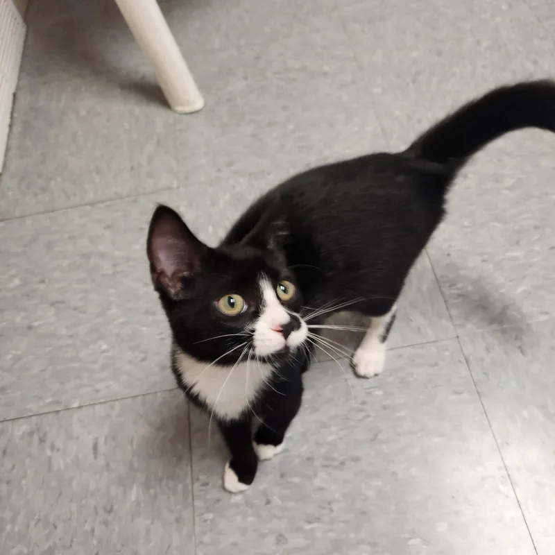 A young medium-sized female Black & White / Tuxedo Domestic Short Hair cat named Ali for adoption in Waupun, WI