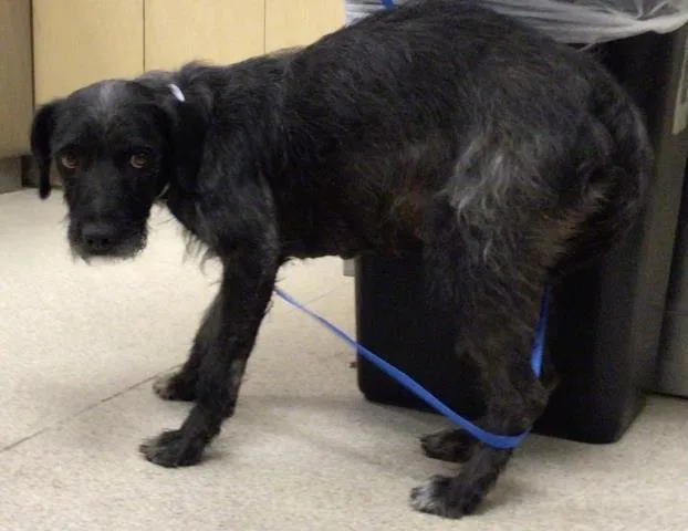 A young medium-sized female Terrier dog named Momma for adoption in Riverside, CA