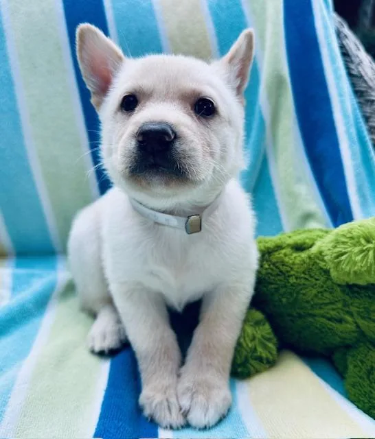 A baby medium-sized male Shepherd dog named Pinot Grigio for adoption in Houston, TX