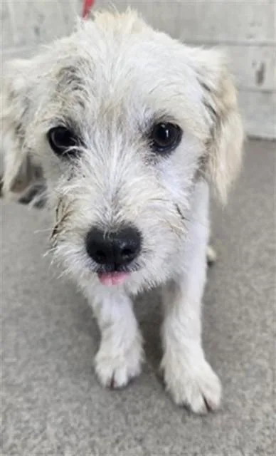A young small-sized male Terrier dog named Lenny for adoption in San Bernardino, CA