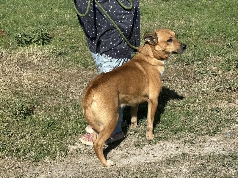 An adult medium-sized male Apricot / Beige Basenji dog named Valentino for adoption in Joshua, TX
