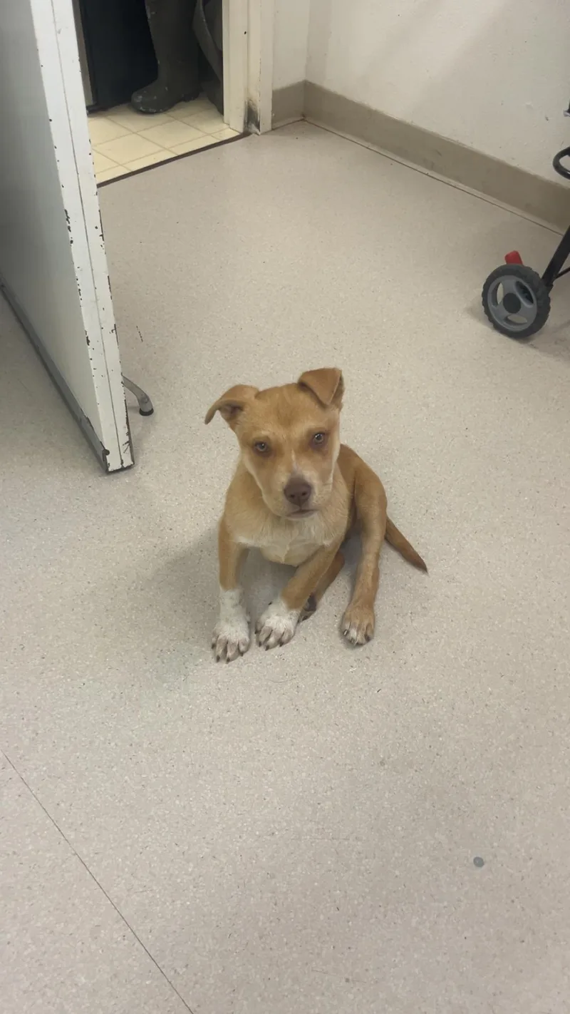 A baby medium-sized male Mixed Breed dog named Willy for adoption in Shelton, WA