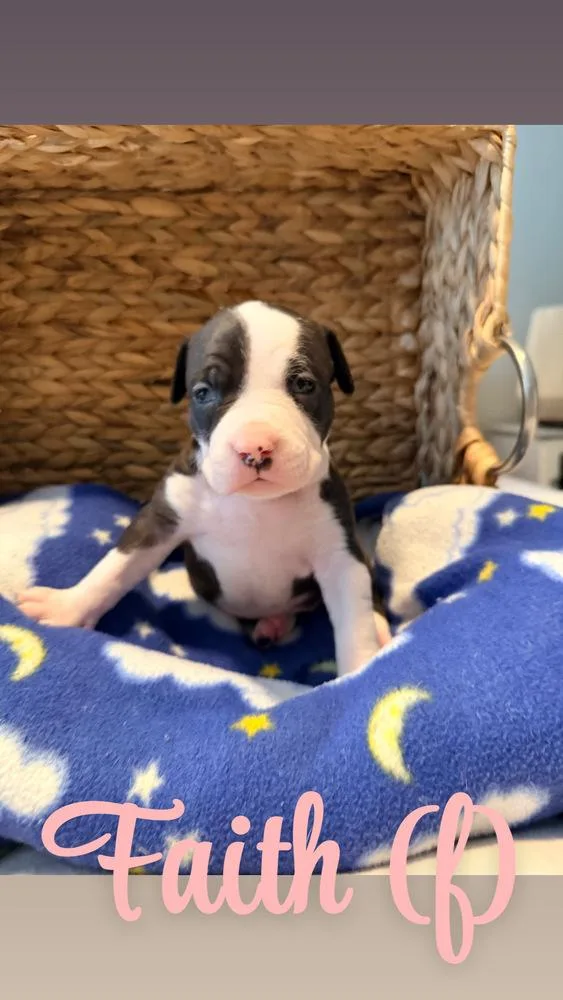 A baby small-sized female Tricolor (Brown, Black, & White) American Bulldog dog named Faith  Hope for adoption in Lakeland, FL