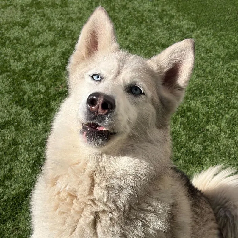 Coco