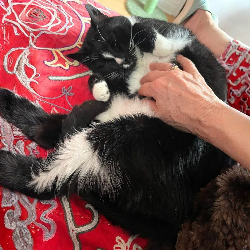 Mother Goose thumbnail 2