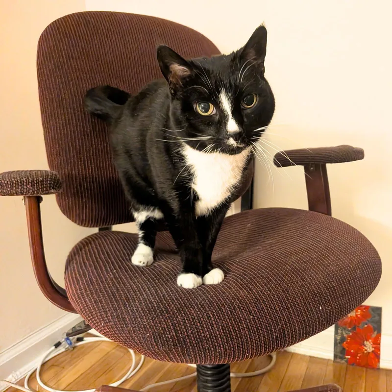 Mother Goose thumbnail 3