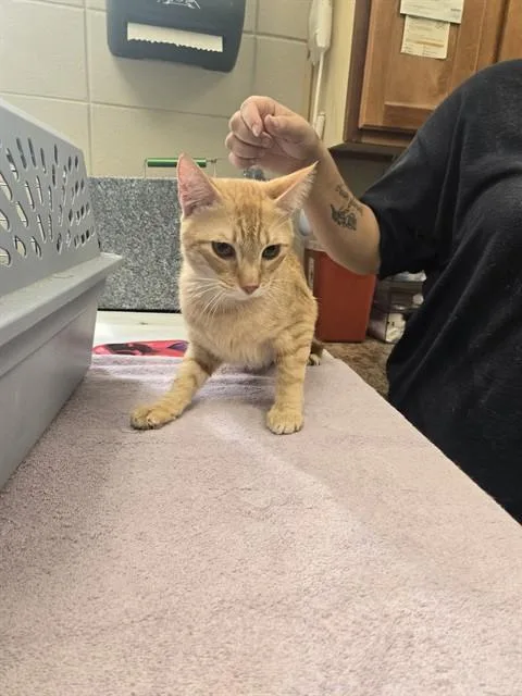 A young medium-sized male Domestic Short Hair cat named Kurt for adoption in Huntsville, AL
