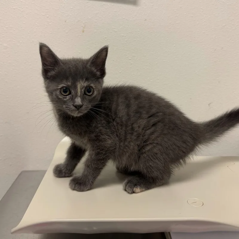 A baby small-sized female Gray / Blue / Silver Domestic Short Hair cat named Kiwi for adoption in Edinburg, TX
