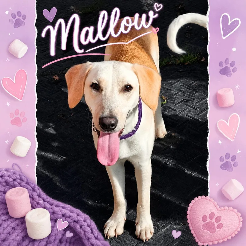 Mallow thumbnail 2