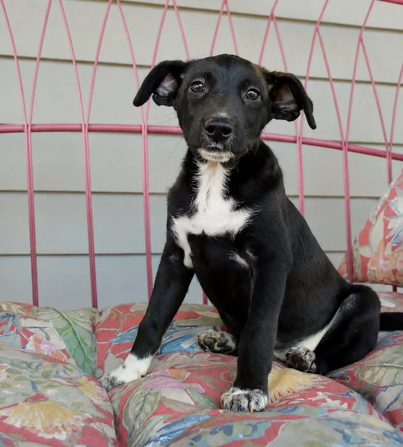 A baby medium-sized female Black Labrador Retriever dog named Ducky for adoption in Gulfport, MS